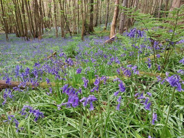 Heath bluebells